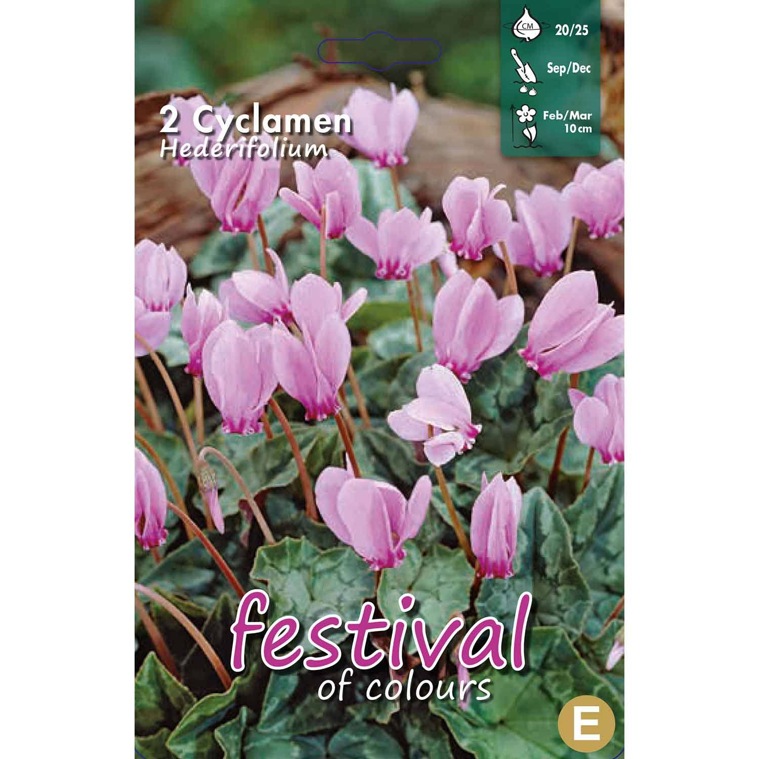 Cyclamen hederifolium 20/25