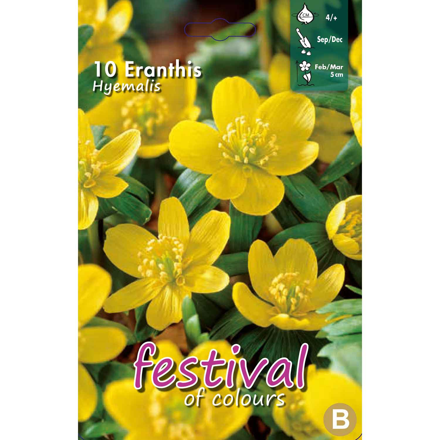 Eranthis - Eranthis hyemalis 4/+