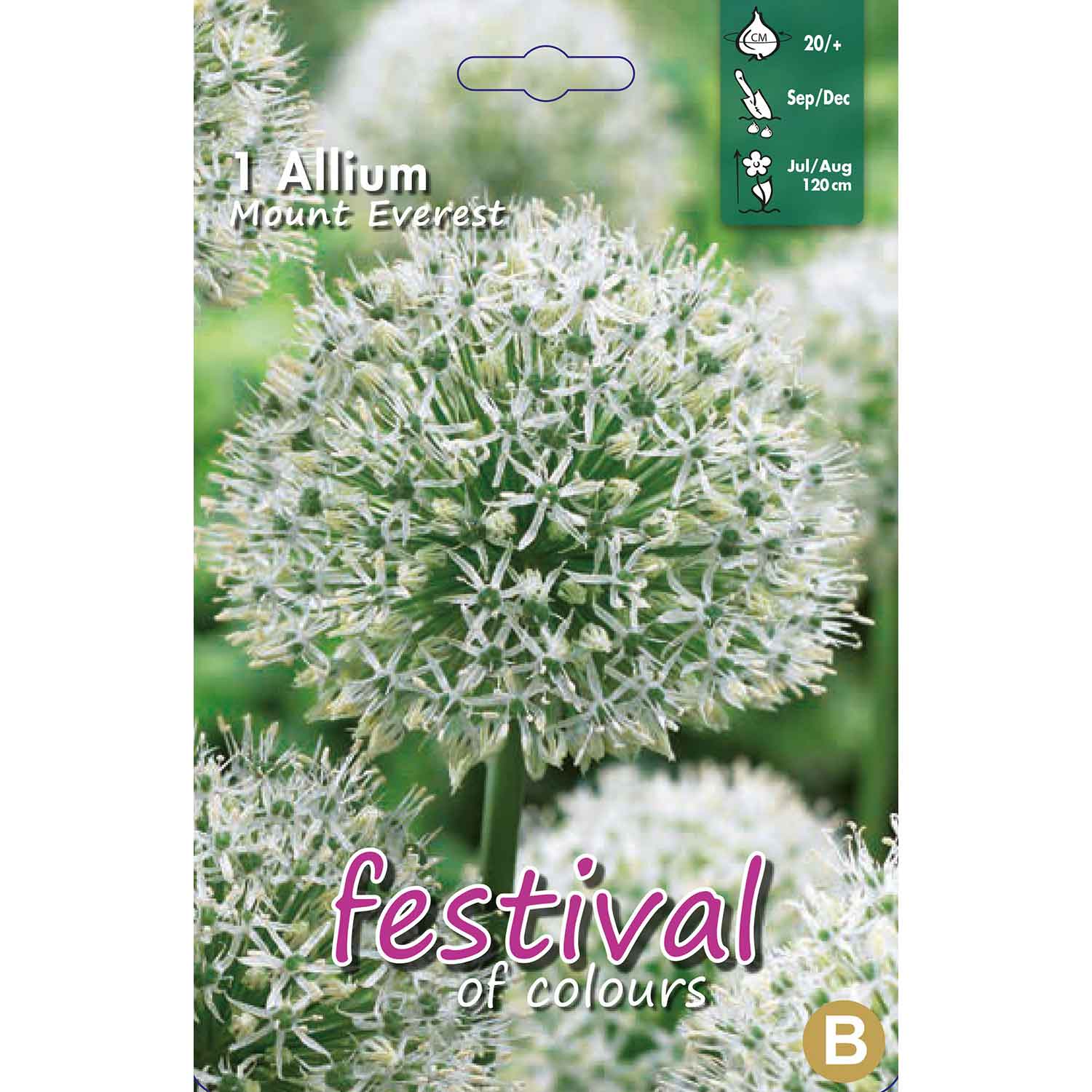 Allium Mount Everest 20/+