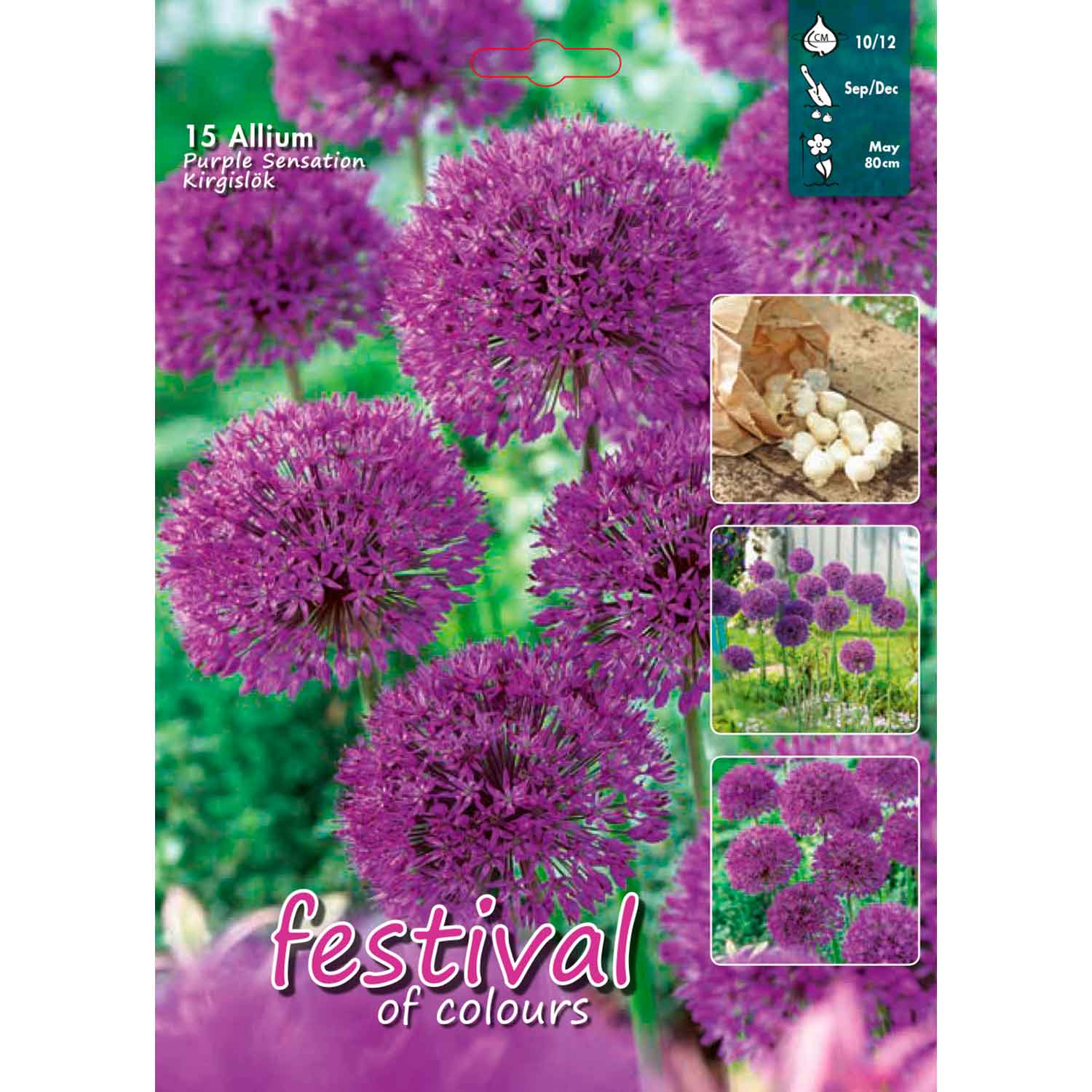 Allium Purple Sensation 10/12, 15stk