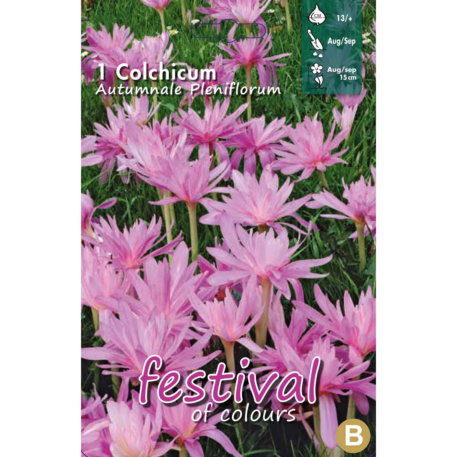 Colchicum Auth. Pleniflorum 13/+