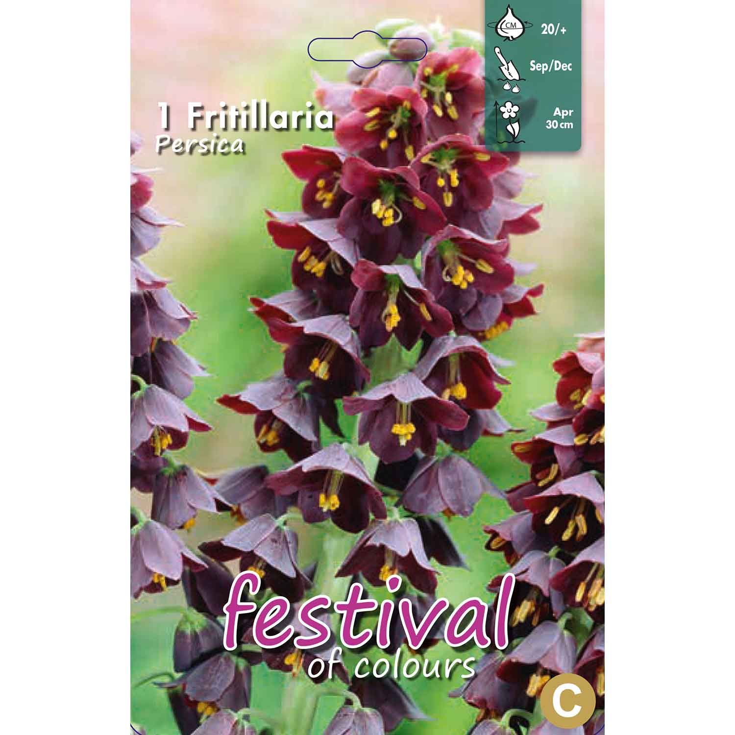 Fritillaria Persica 20/+1stk