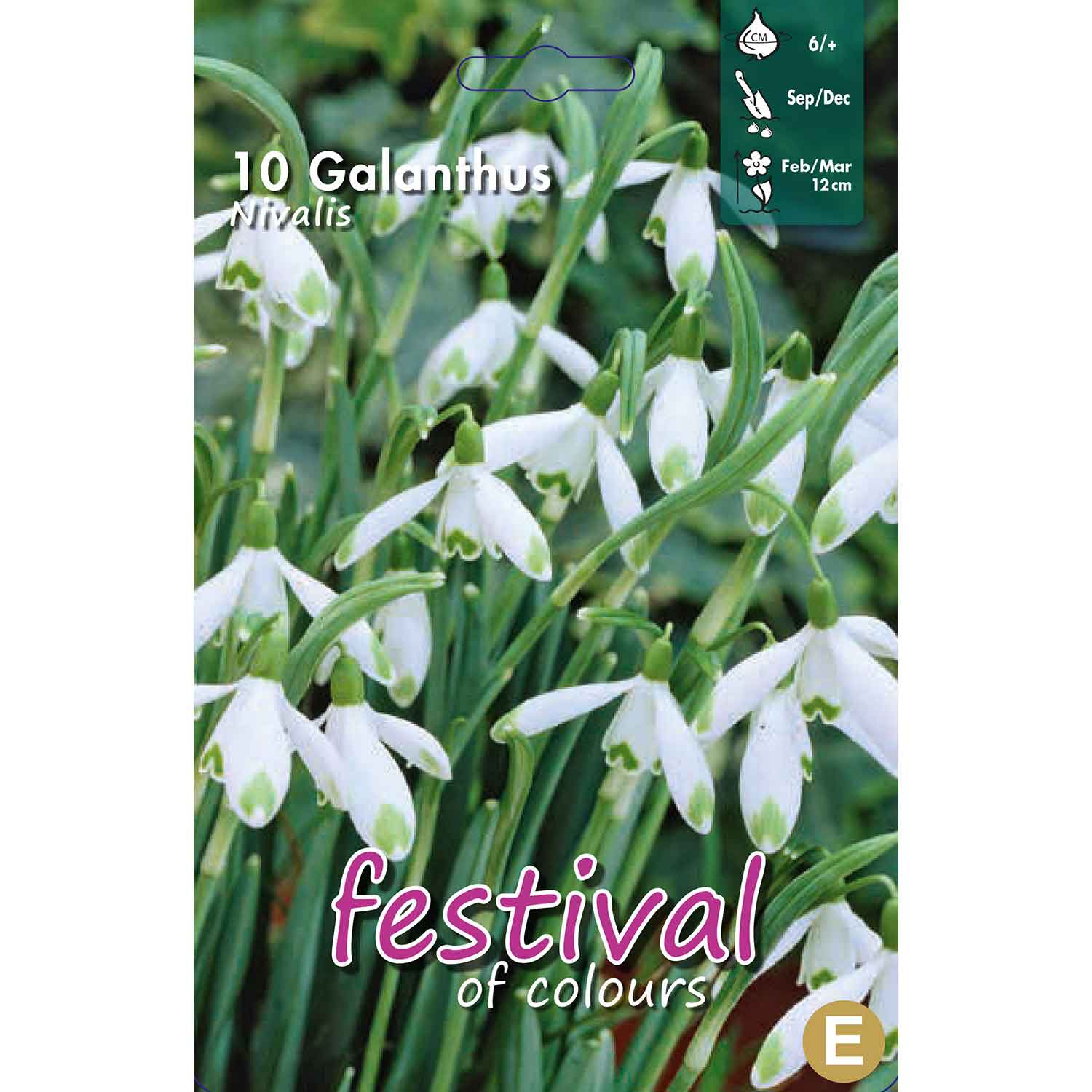 Snowdrop - Galanthus nivalis 6/+