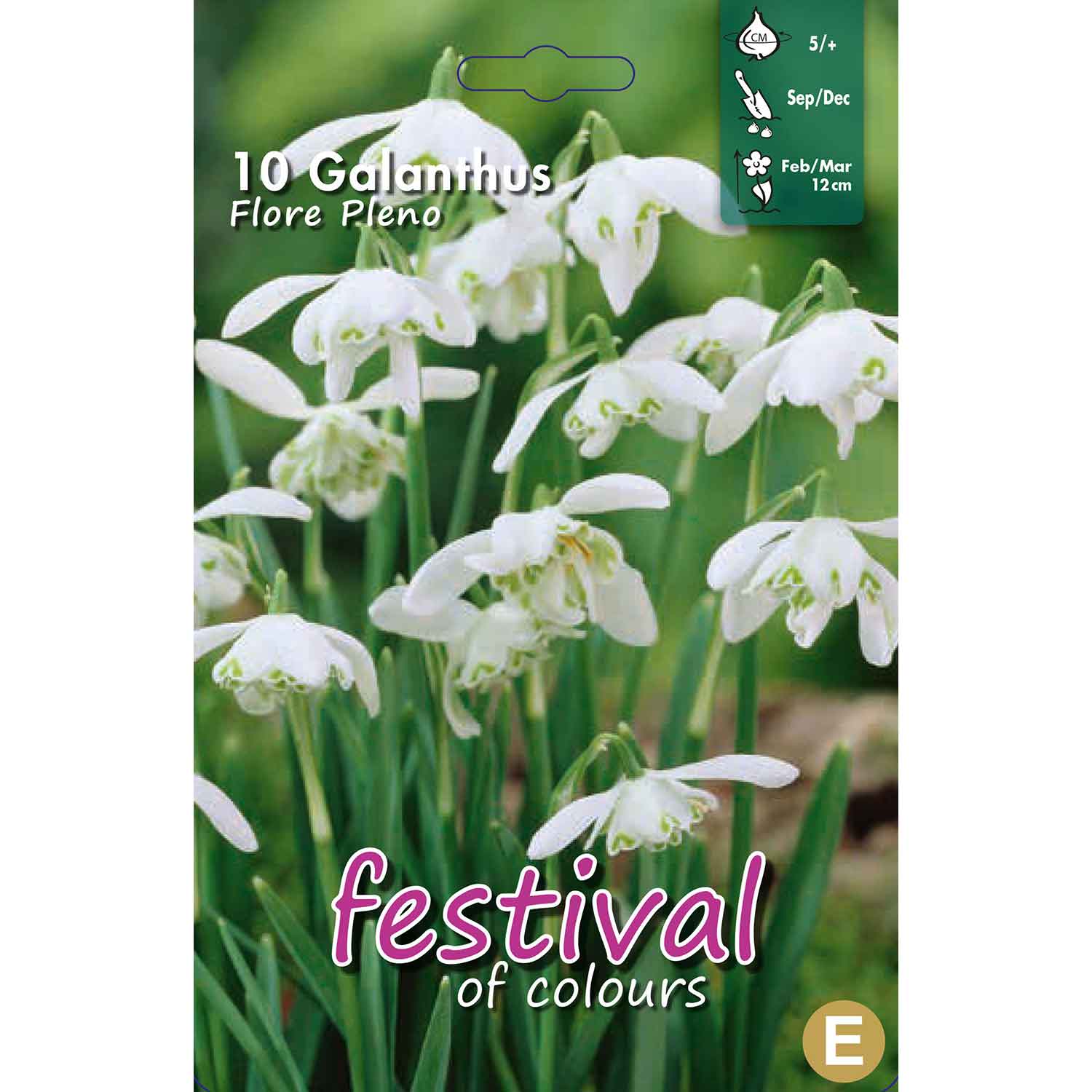 Snowdrop - Galanthus Flore Pleno 5/6