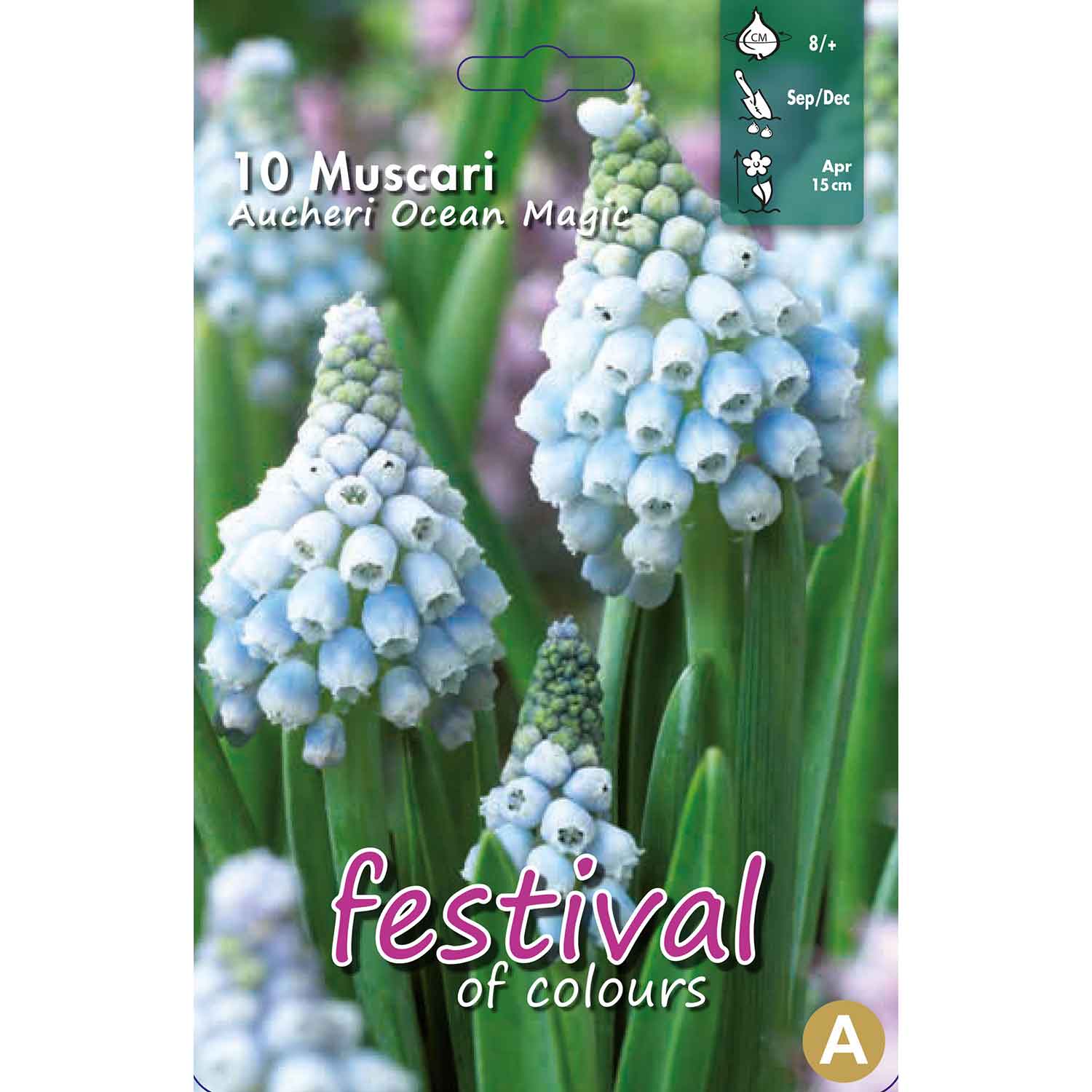 Muscari Ocean Magic 8/+, 10stk