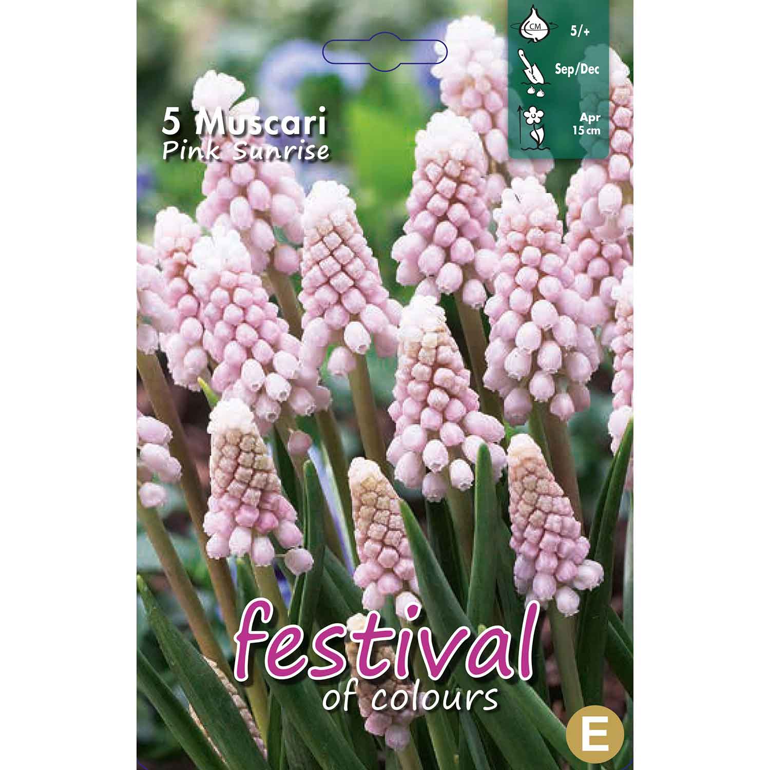Muscari Pink Sunrise 5/+, 5stk