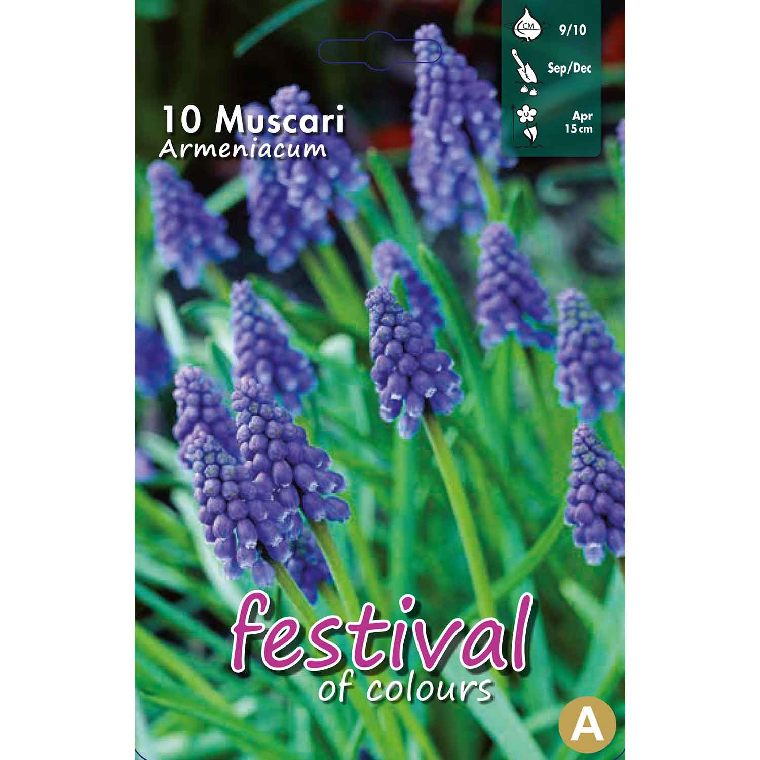 Muscari Armeniacum 9/10, 10stk