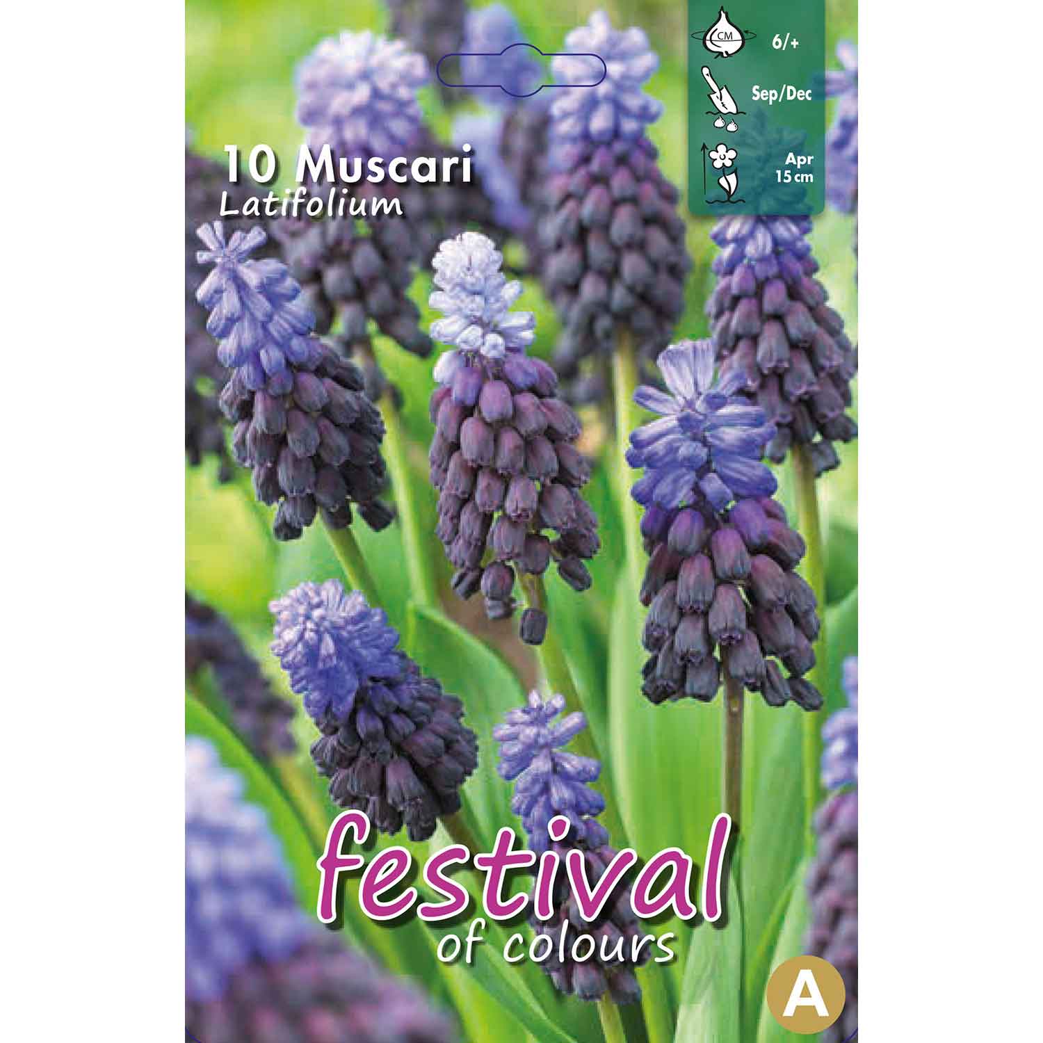 Muscari Latifolium 6/+, 10stk