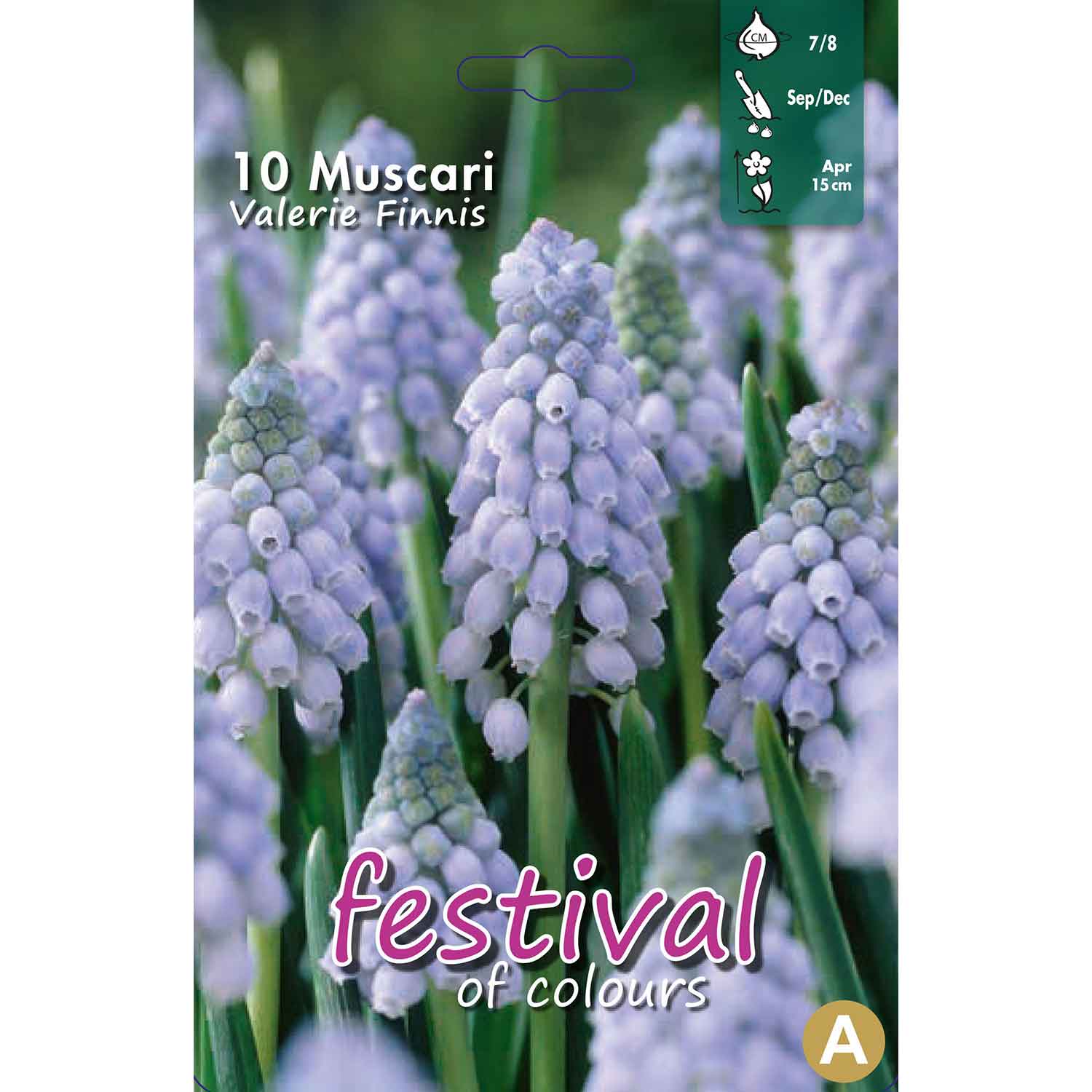 Muscari Valerie Finnis 7/8, 10stk