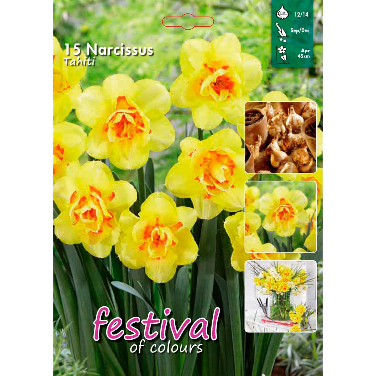 Narcisses Tahiti 12/14, 15stk