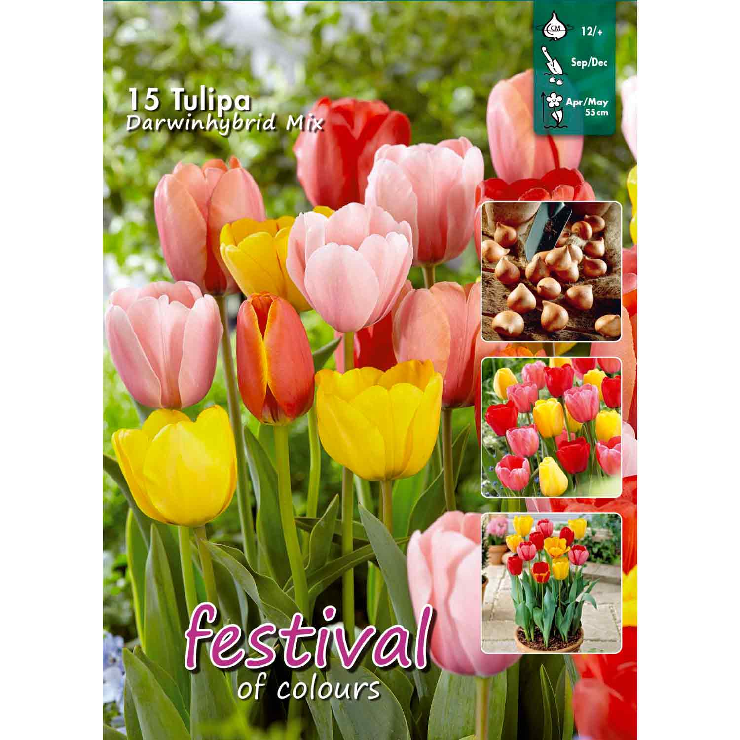 Tulipa Darwin H. Mixed 12/+ 15stk