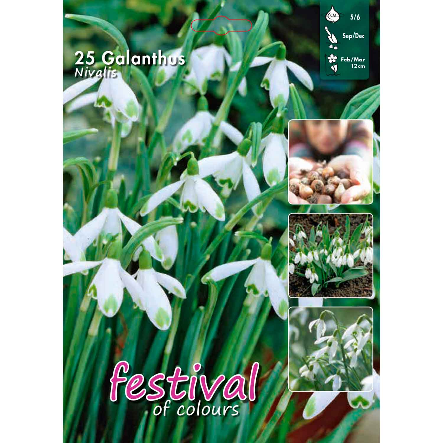 Galanthus Nivalis 5/6, 25stk
