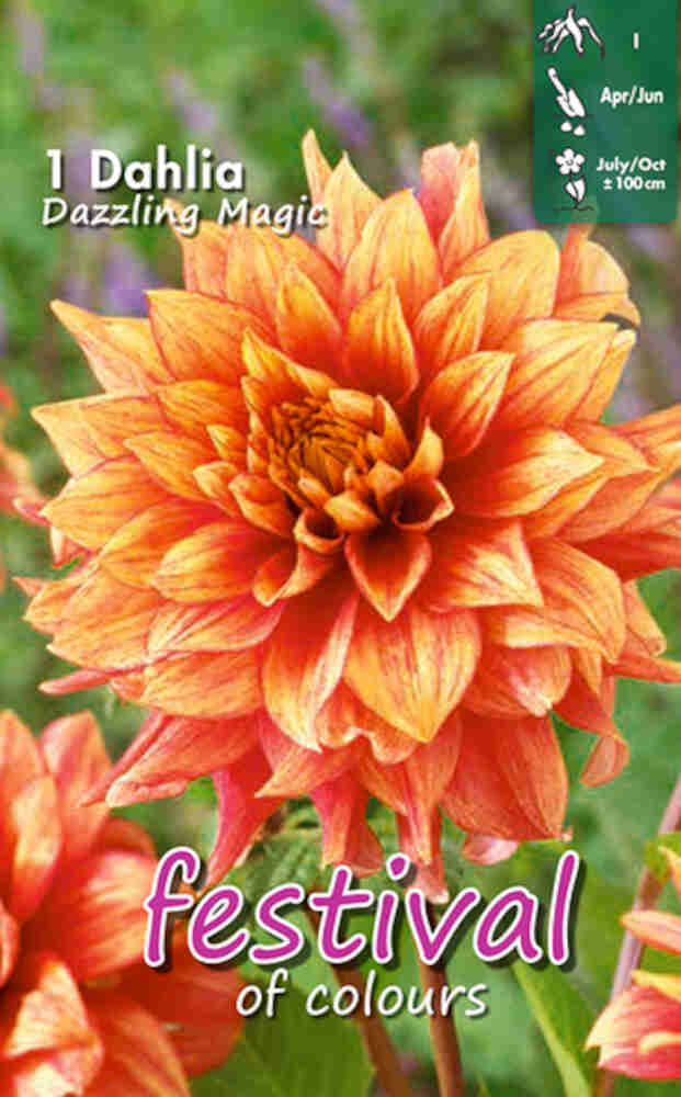 Dahlia Bländande Magic Dekorativ