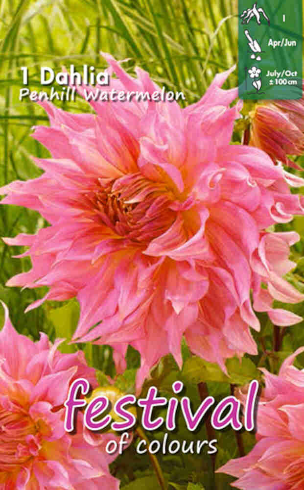 Dahlia Penhill Watermelon - Middagstallrik