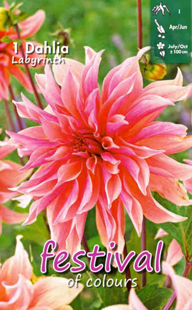 Dahlia Labyrinth Bukett Collection 100cm Dekorativ Storblommig