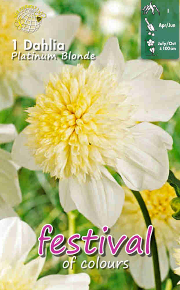 Dahlia Platinum Blonde - Anemonblommig