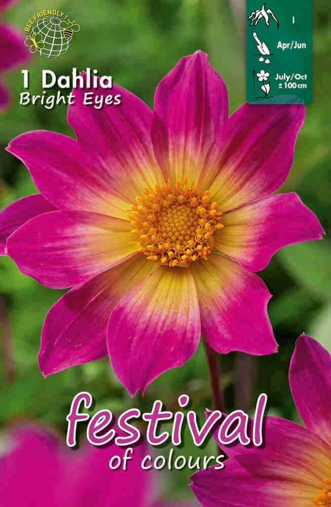 Dahlia 'Bright Eyes' - enkelblommig, NY