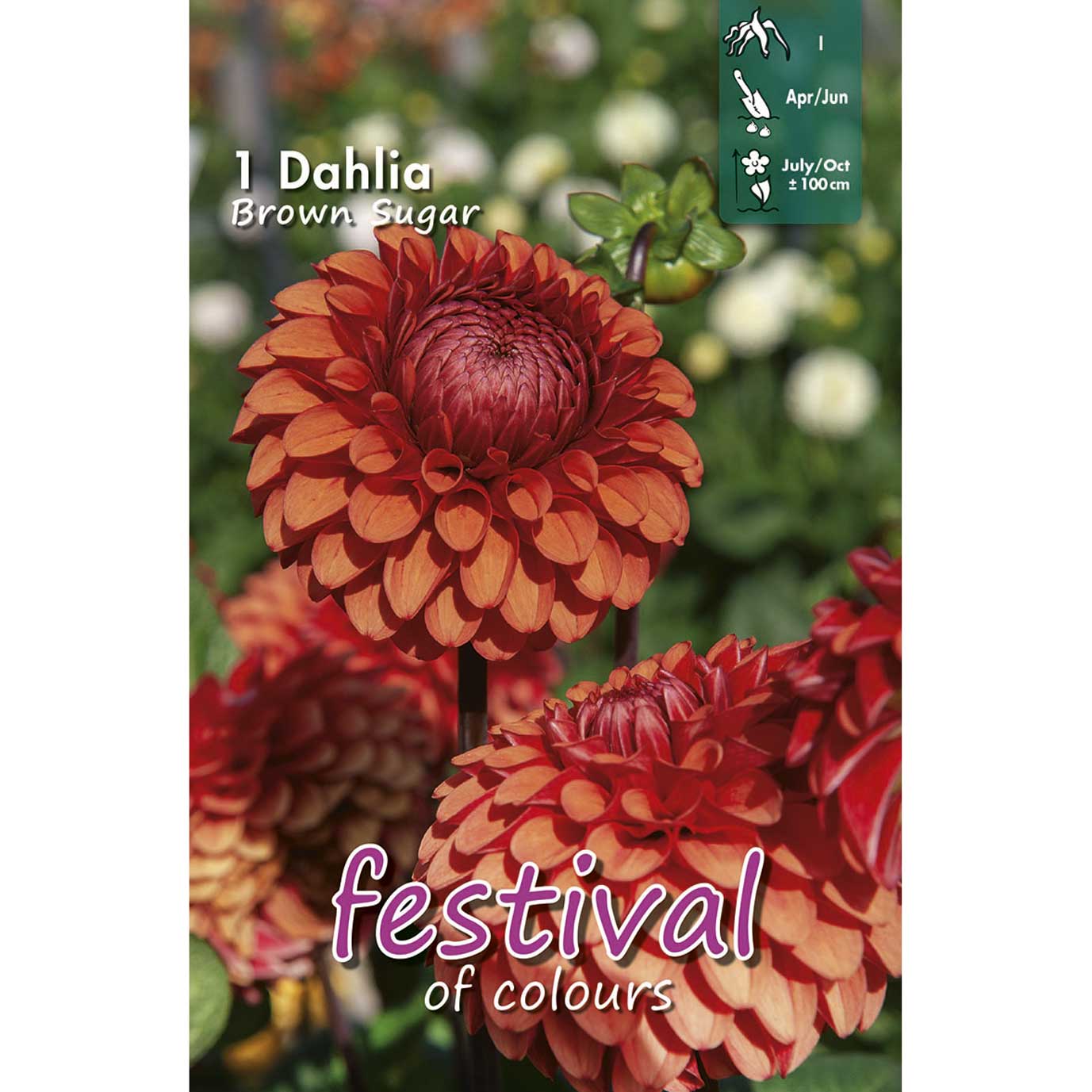 Dahlia Brown Sugar Ball, NEW