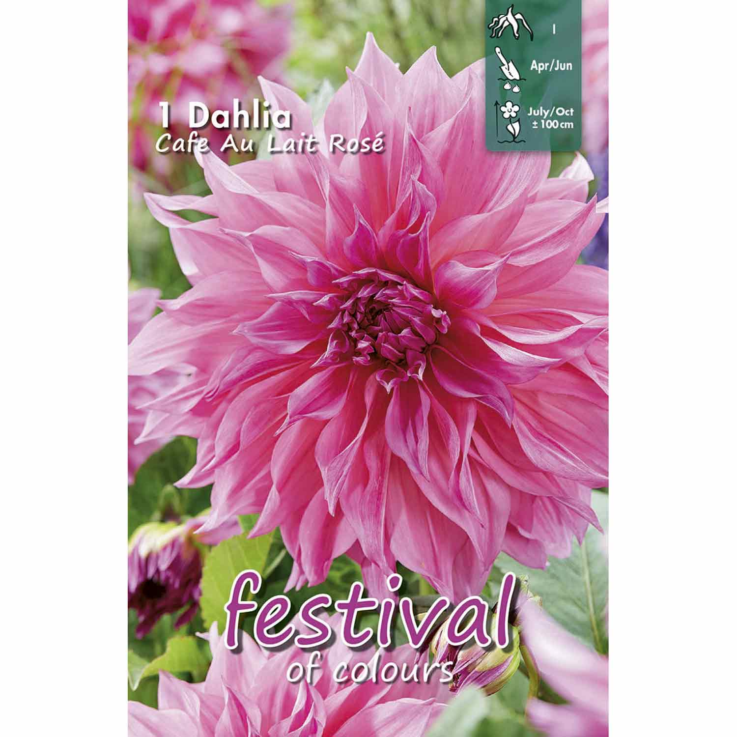 Dahlia Café Au Lait Rosé Large-flowered, NEW