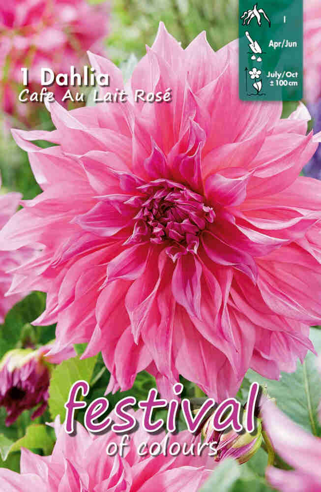 Dahlia Café Au Lait Rosé Storblommigt, NYHET