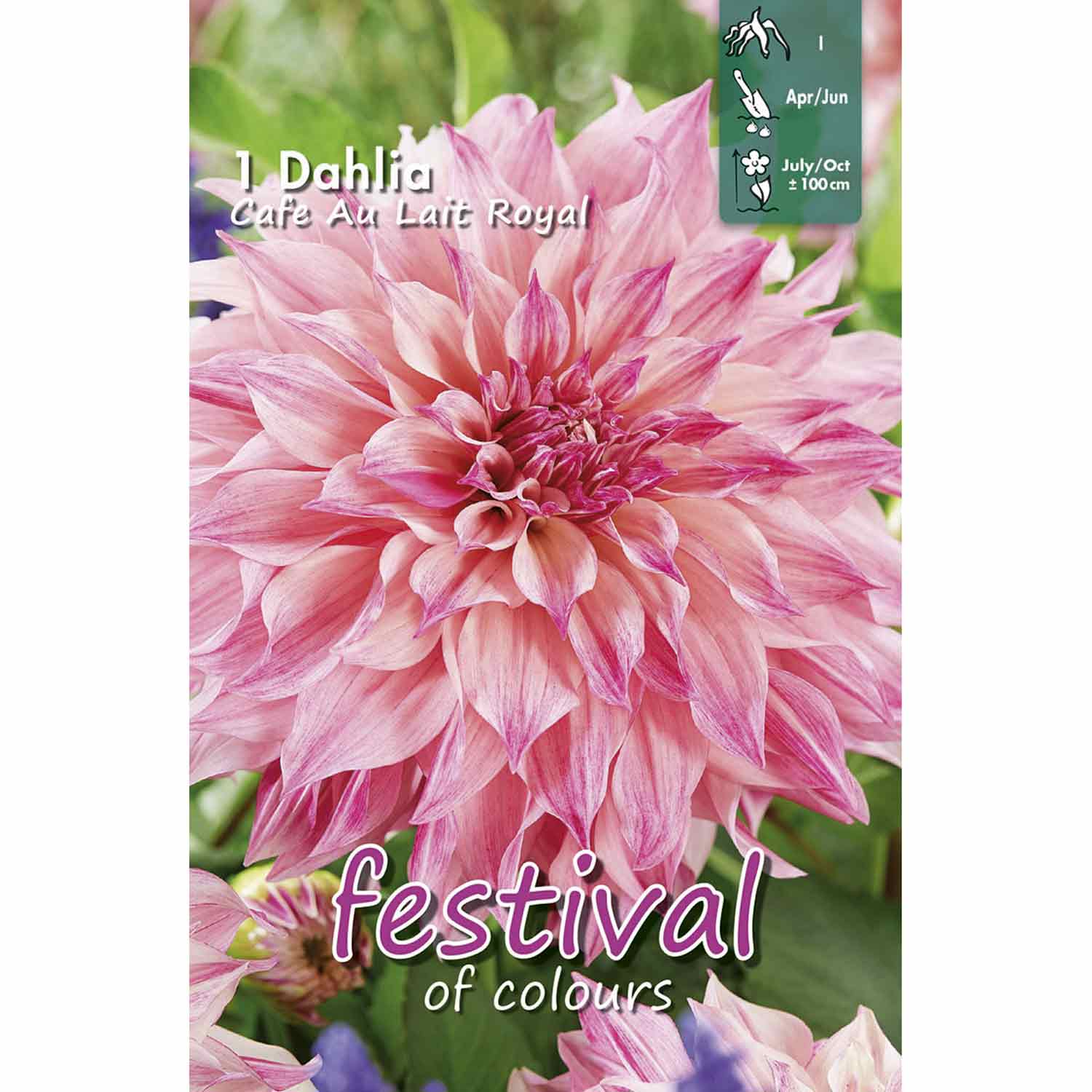 Dahlia Café Au Lait Royal Storblommig, NY