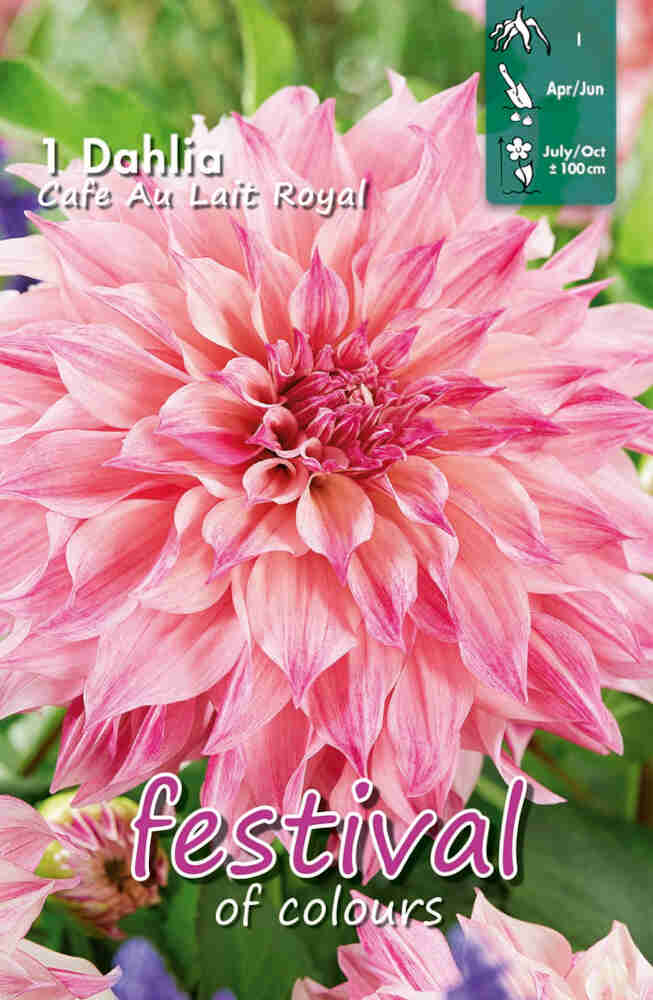 Dahlia Café Au Lait Royal Storblommig, NY