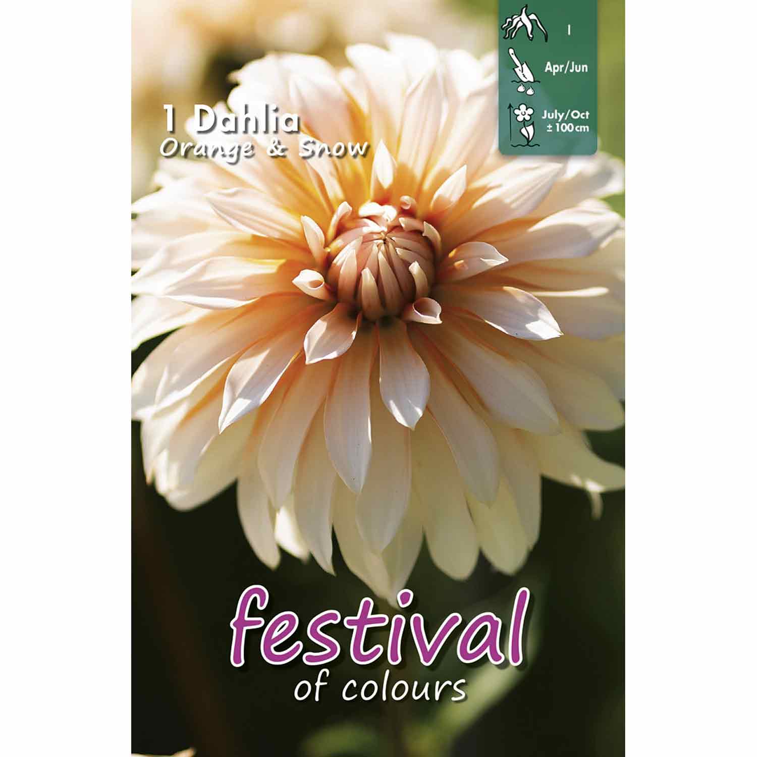 Dahlia Orange & Snow, Decorative