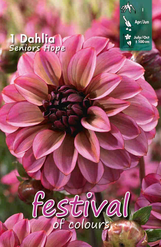 Dahlia Senior's Hope Small-flowered, NEW