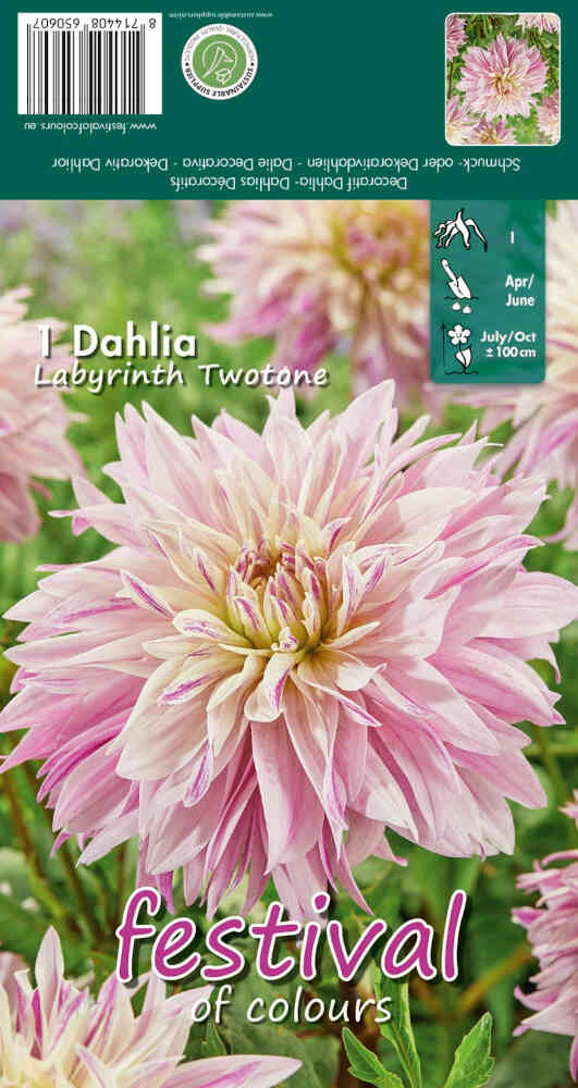 Dahlia Labyrinth Twotone Decorative - NEW