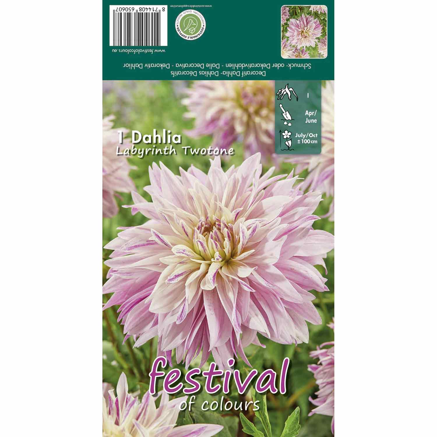 Dahlia Labyrinth Twotone Decorative