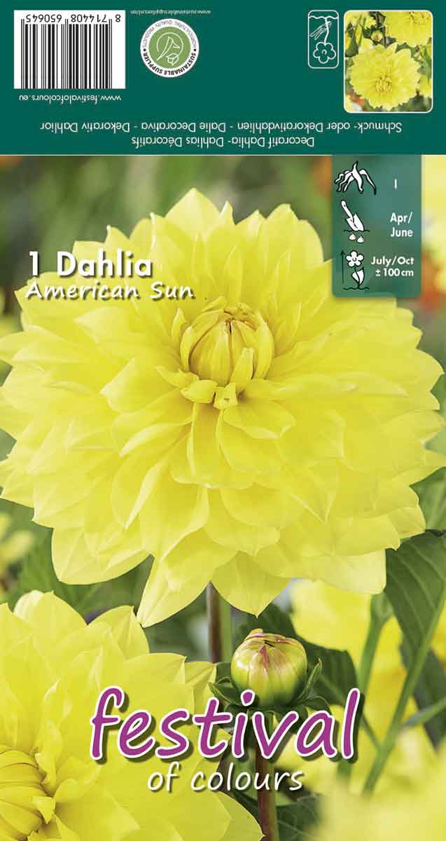 Dahlia American Sun - Decorative NEW