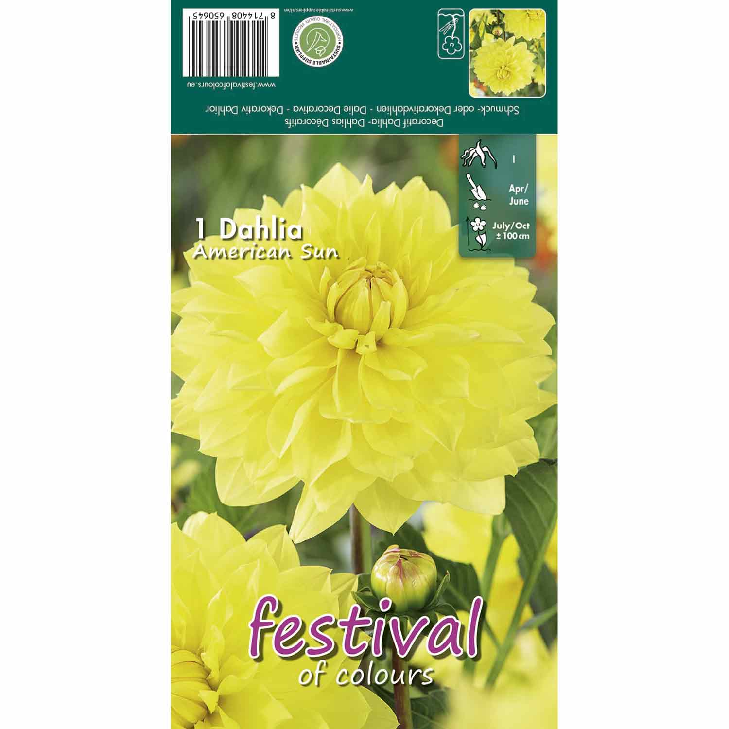 Dahlia American Sun - Dekorativ NYHET