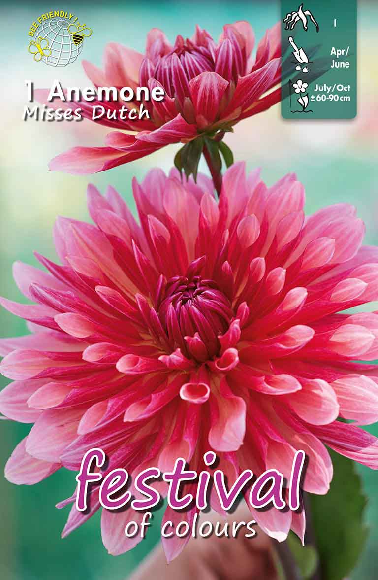 Dahlia missar holländsk (semi)kaktus