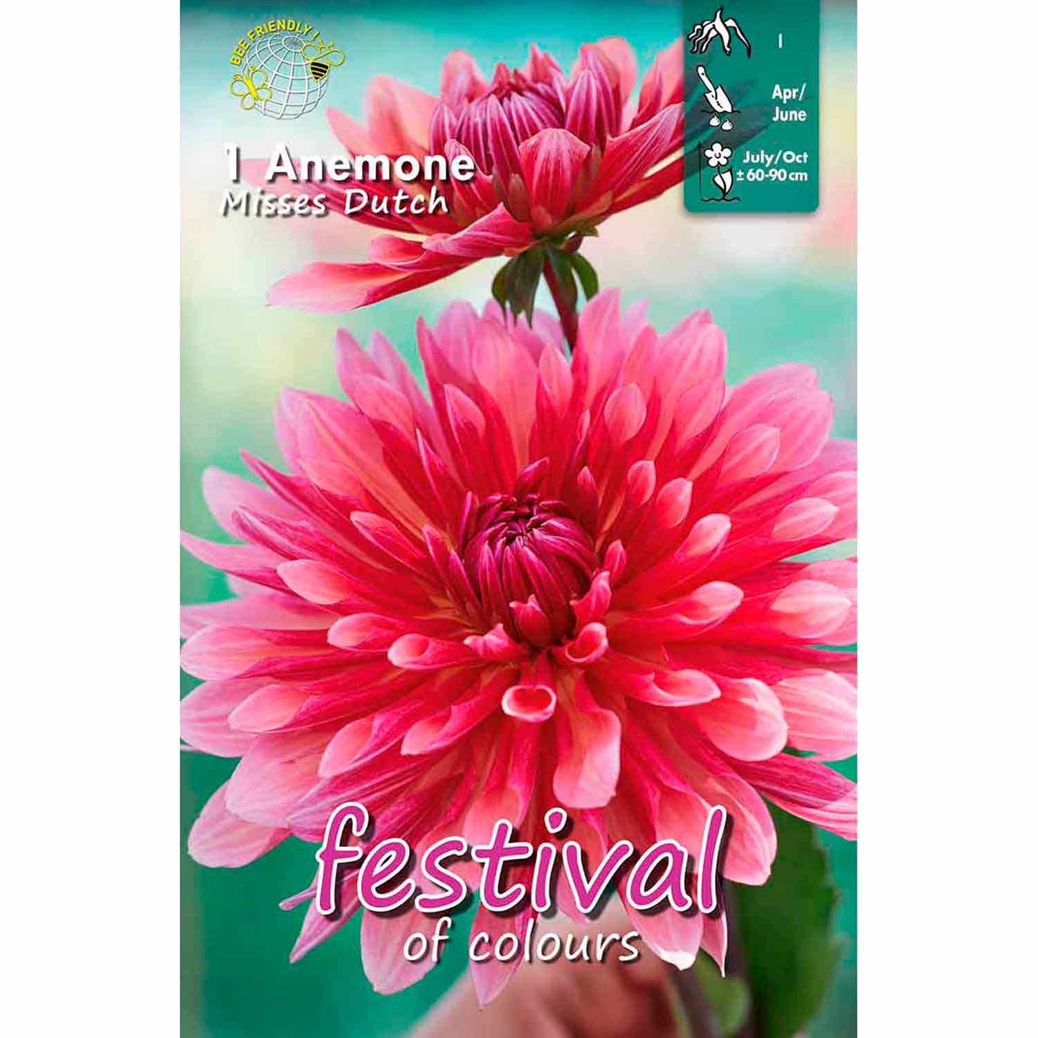 Dahlia missar holländsk (semi)kaktus