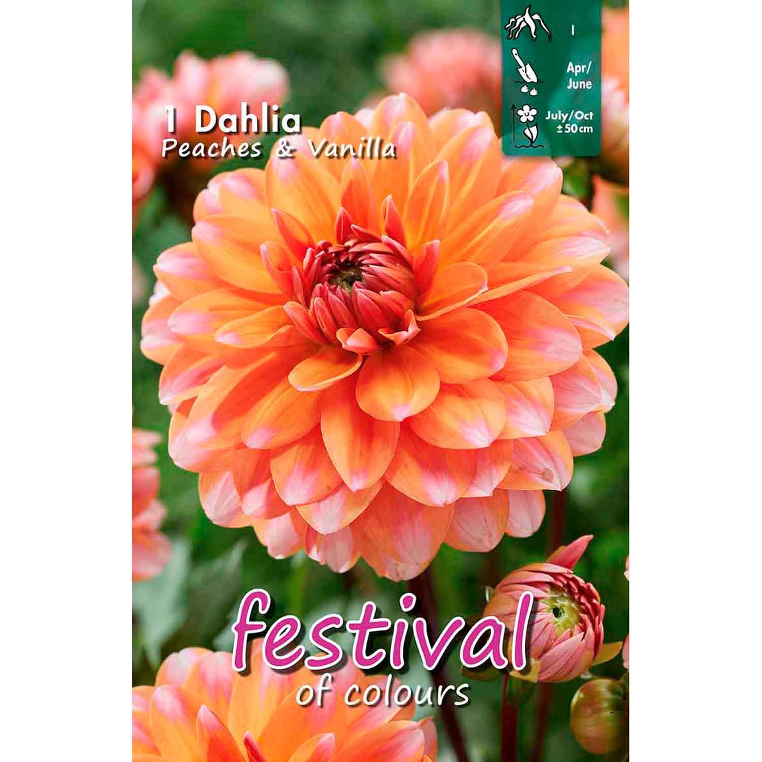 Dahlia Peaches & Vanilla Decorative Dwarf