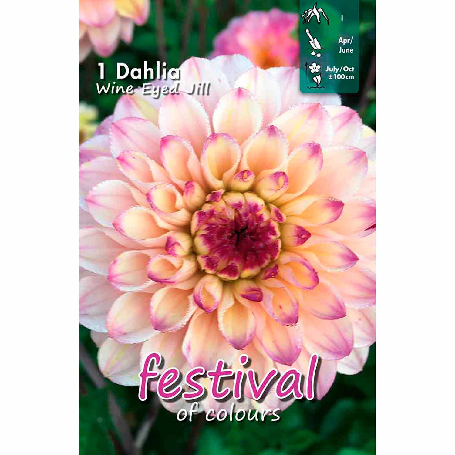 Dahlia Wine Eyed Jill Ball