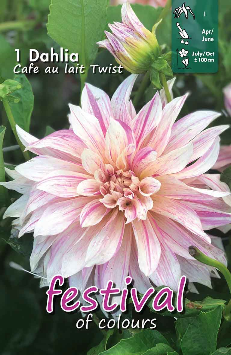 Dahlia Café Au Lait Twist Storblommig