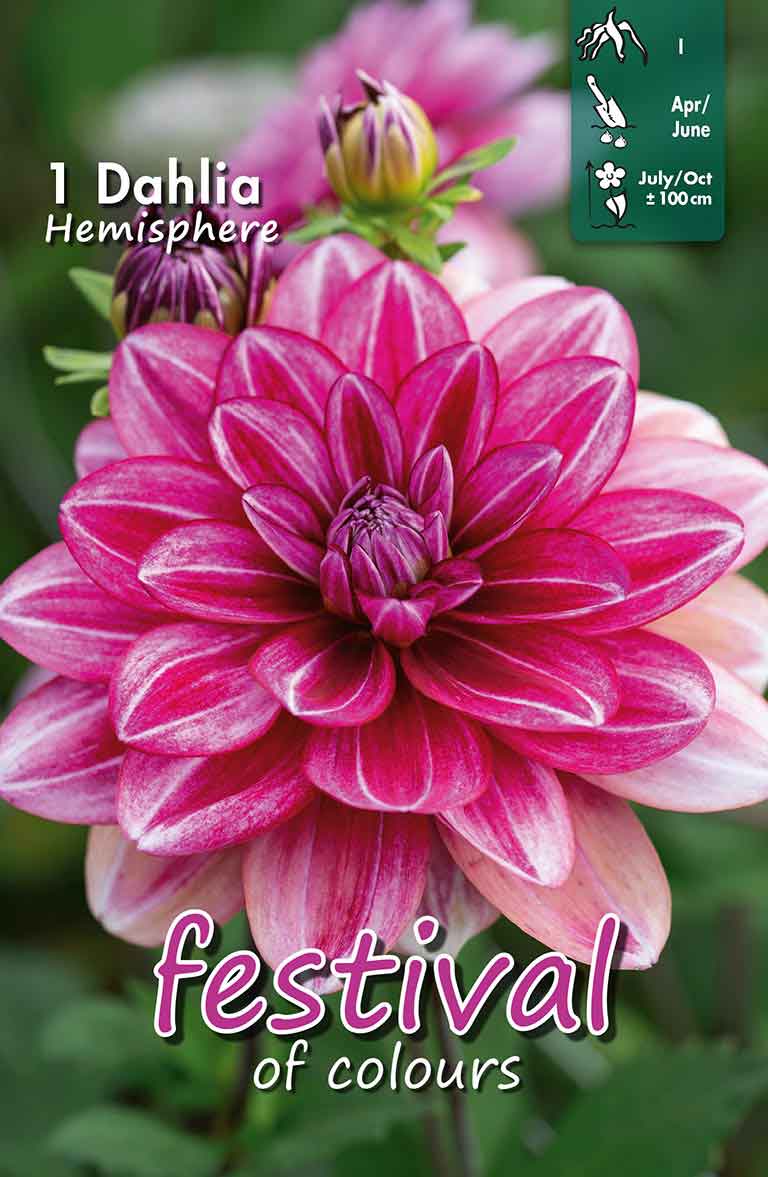Dahlia Hemisphere Dekorativ Småblommig