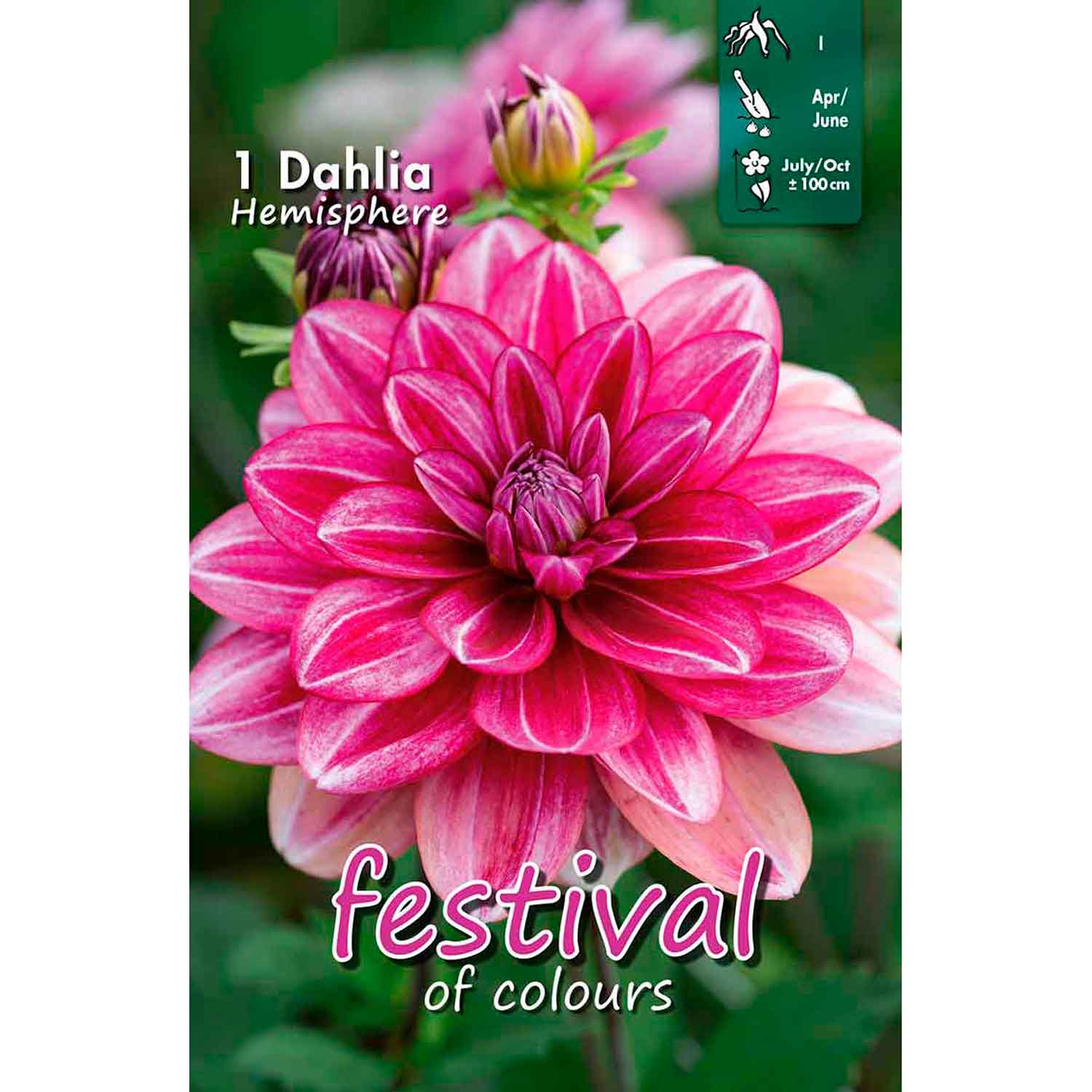 Dahlia Hemisphere Decorative Small-flowerd