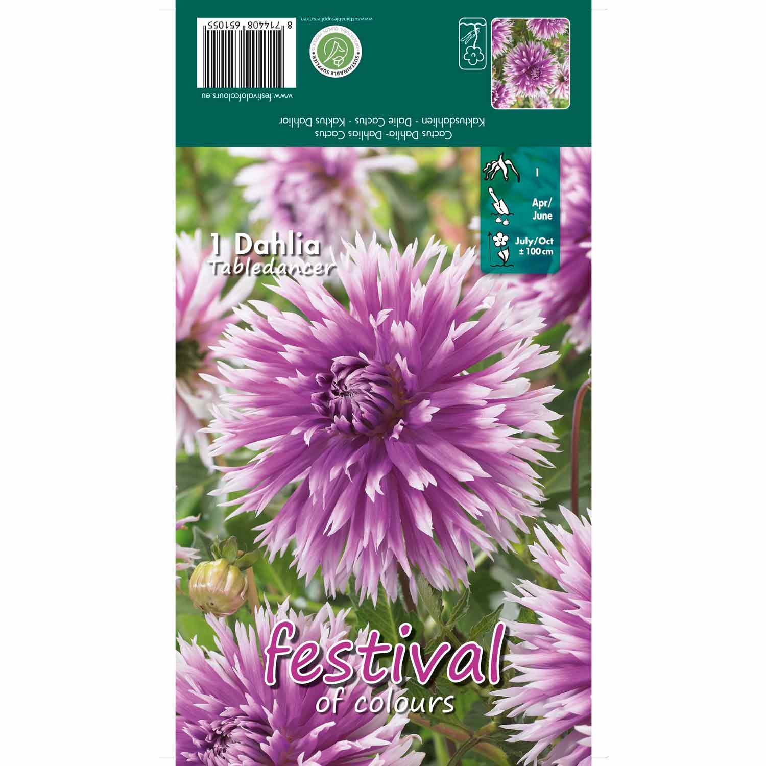 Dahlia Borddansare Kaktus