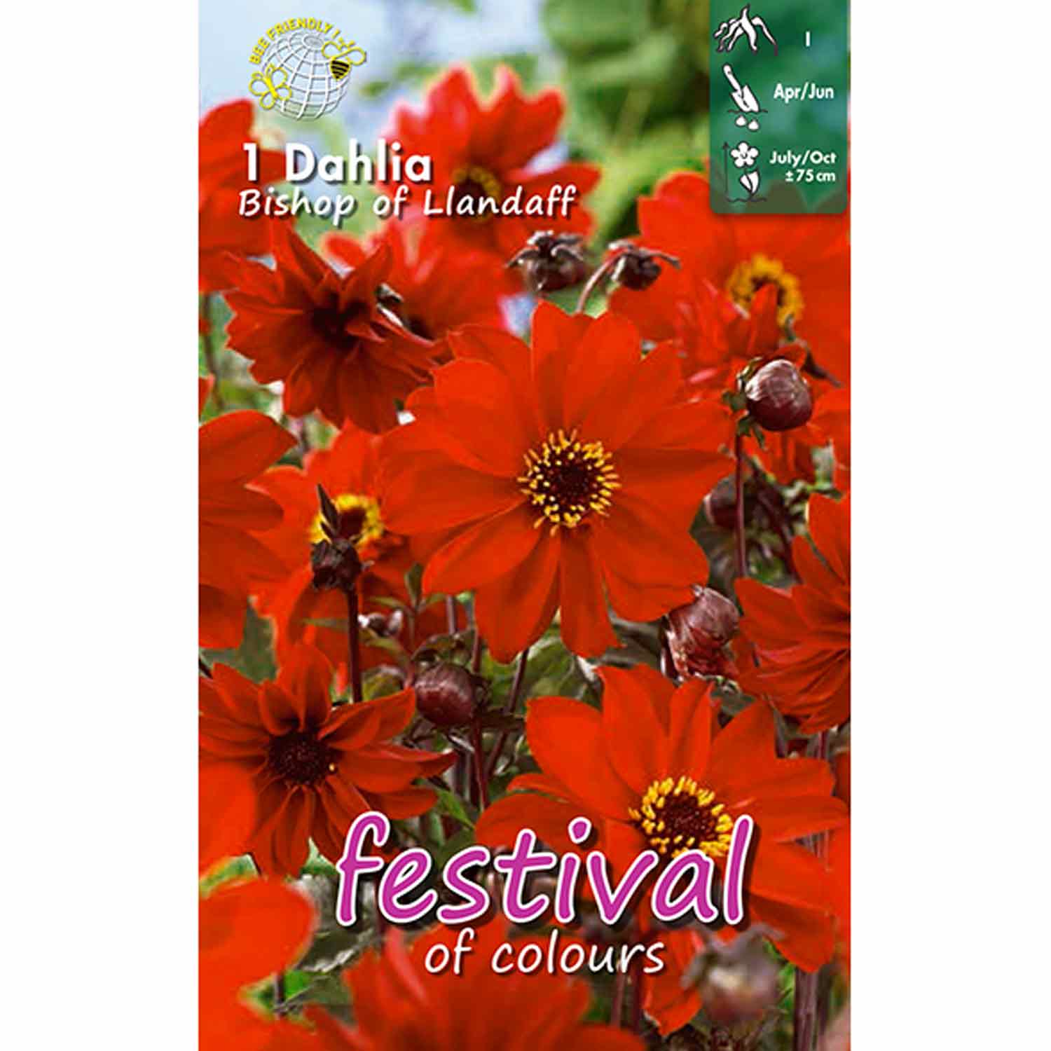 Dahlia Bishop of Llandaff Paeonia