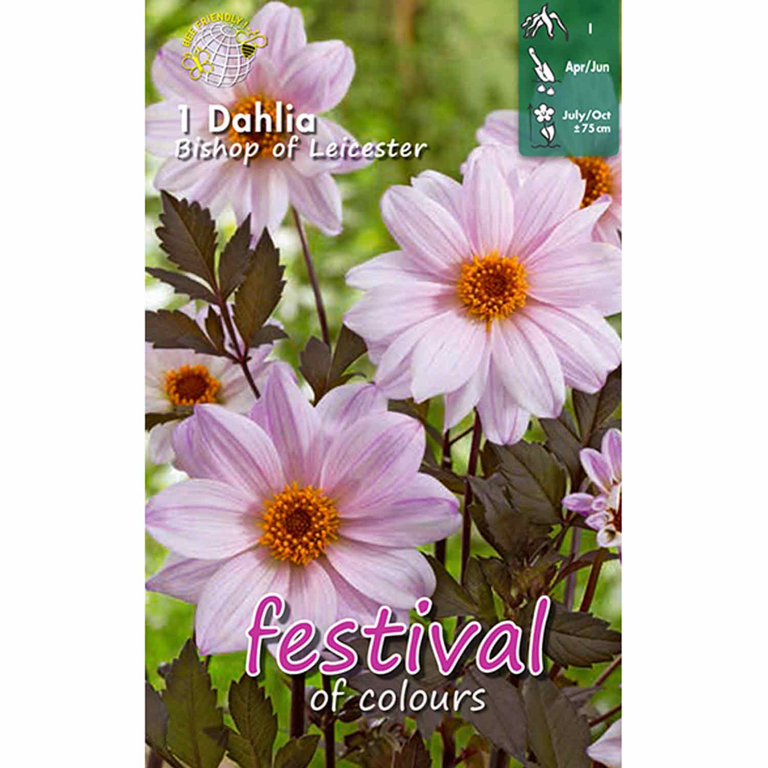 Dahlia 'Bishop of Leicester' Paeonia blommade