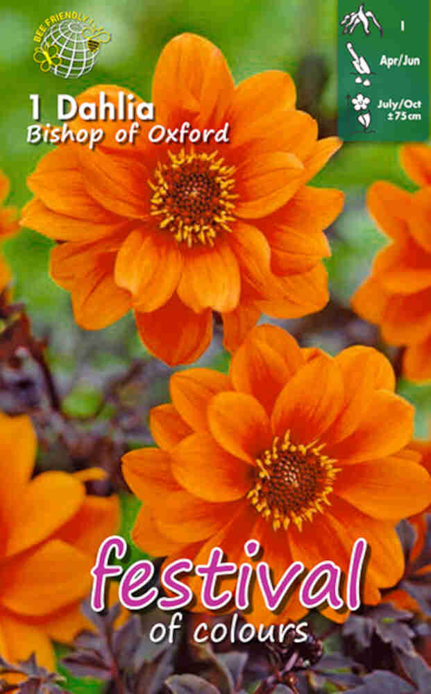 Dahlia 'Bishop of Oxford - Paeon flowered'