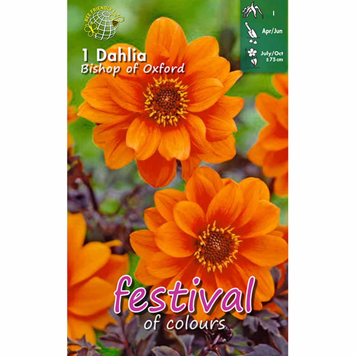 Dahlia Bishop of Oxford Paeonia