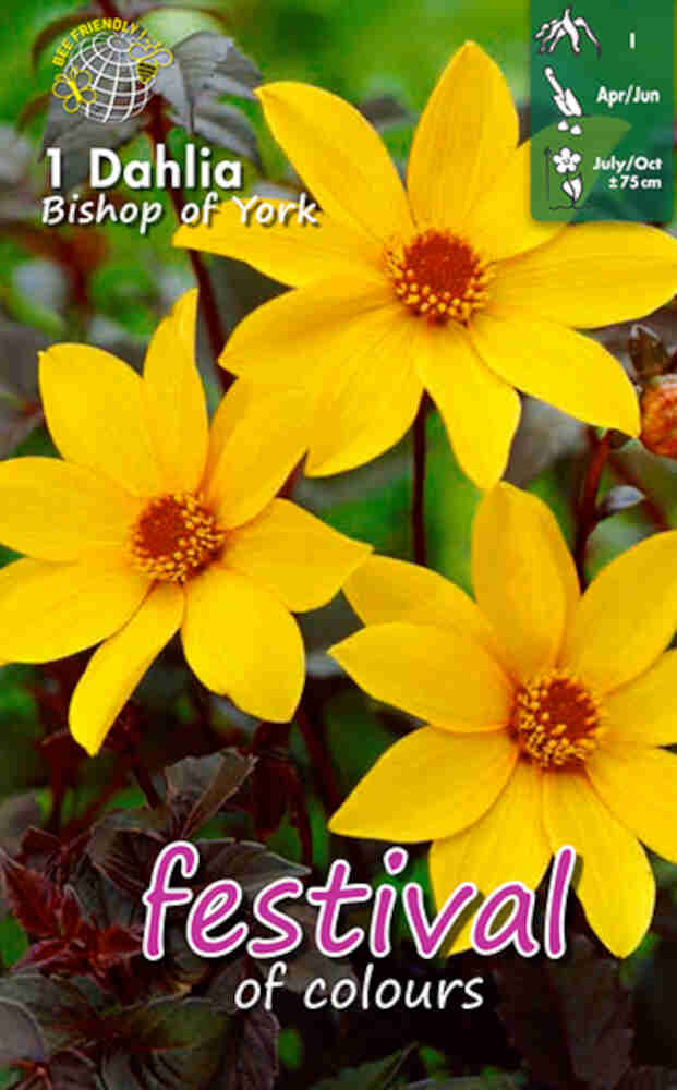 Dahlia Bishop of York - Paeony-blommig