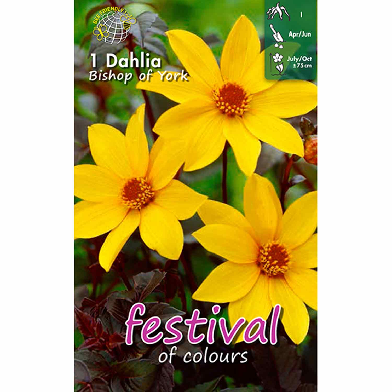 Dahlia Bishop of York Paeonia