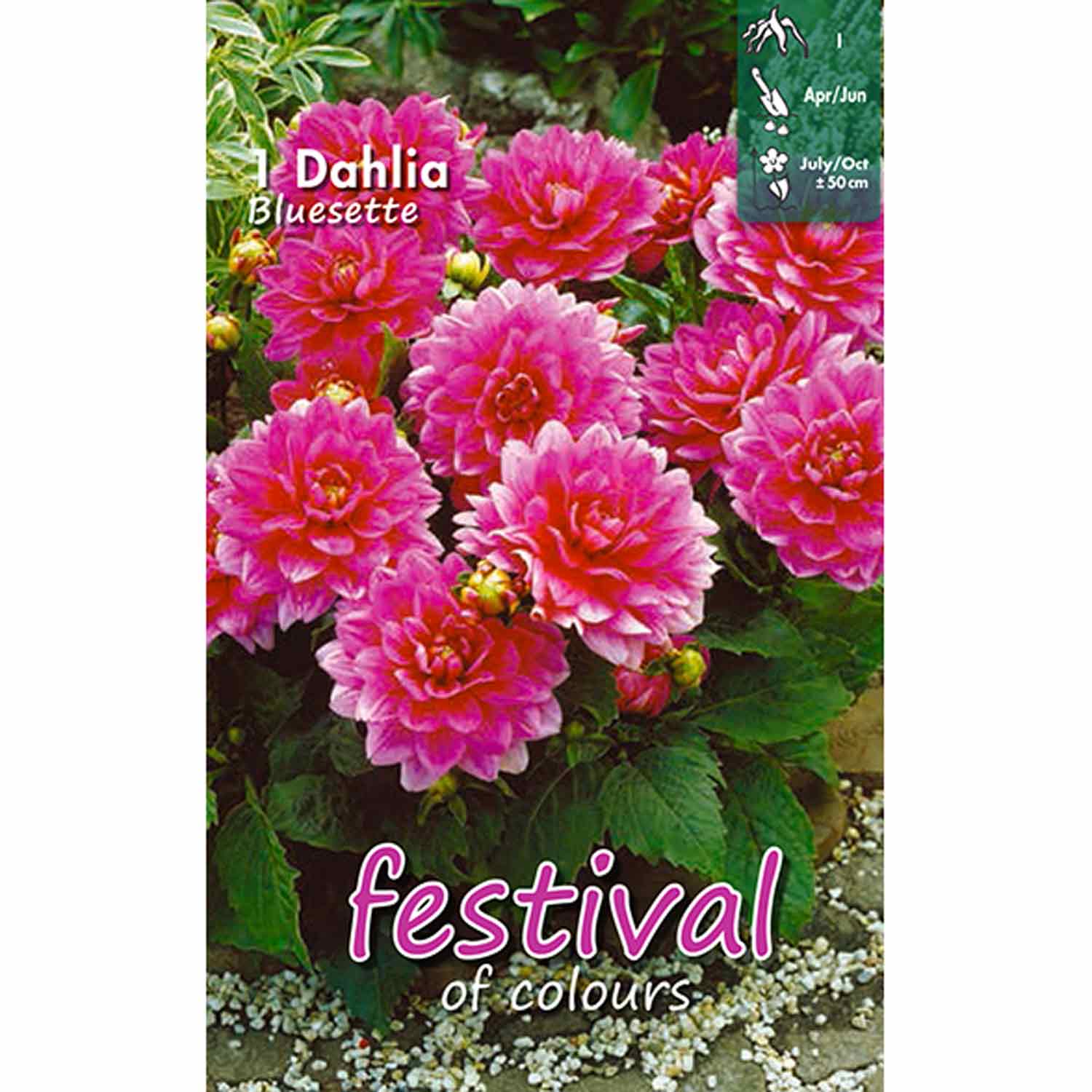 Dahlia Bluesette Dekorativ (x14x1) I *651659*