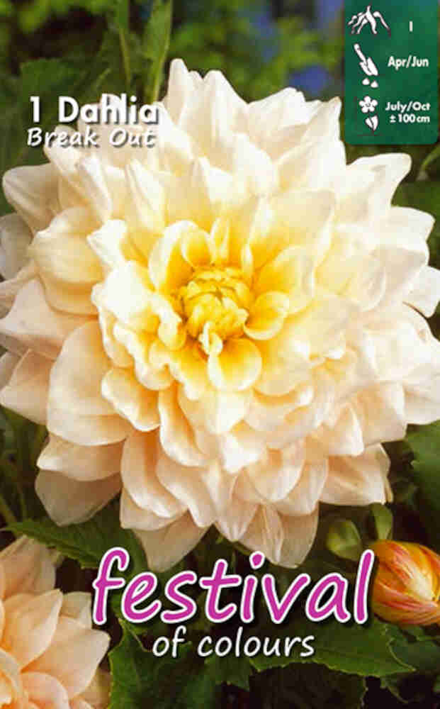Dahlia Break Out Dekorativ