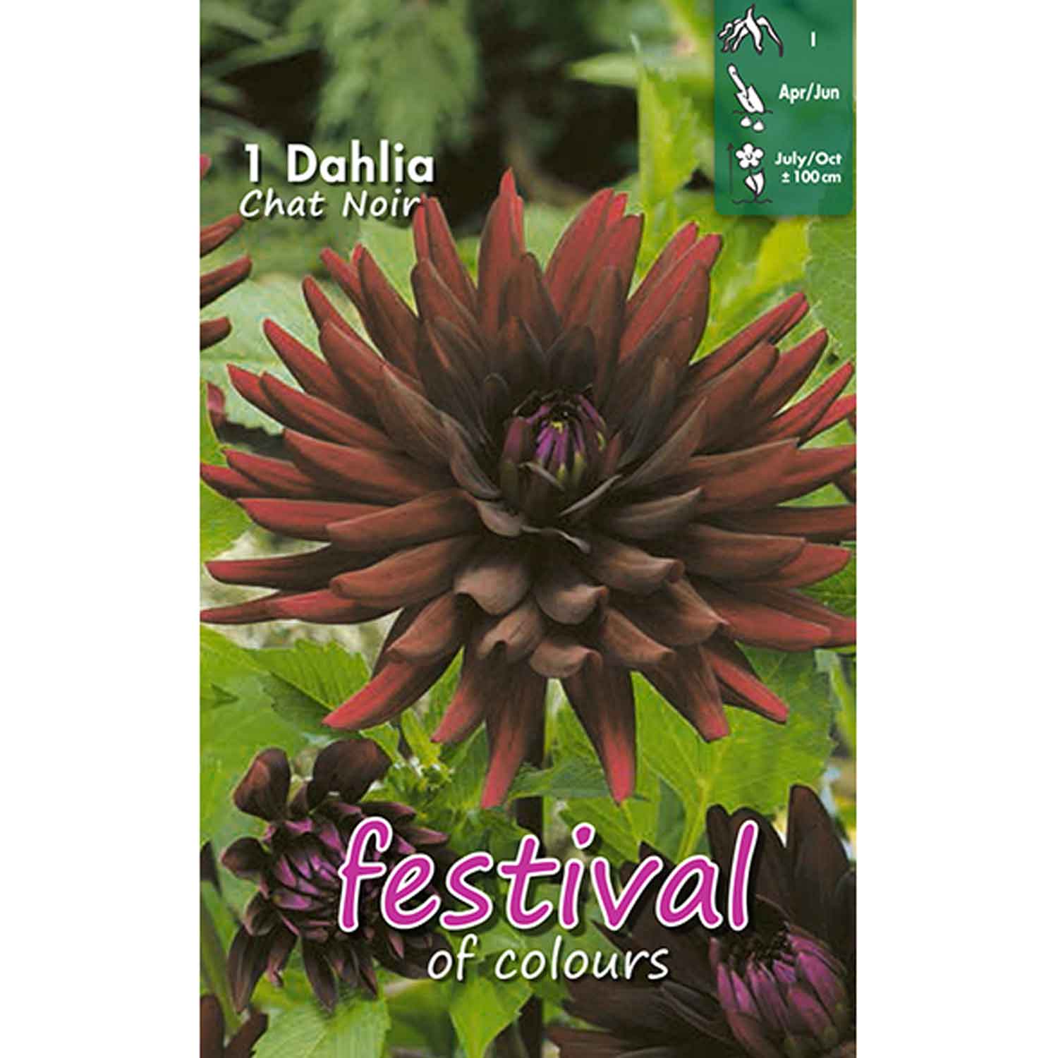 Dahlia Chat Noir Cactus