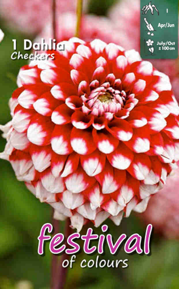 Dahlia damboll
